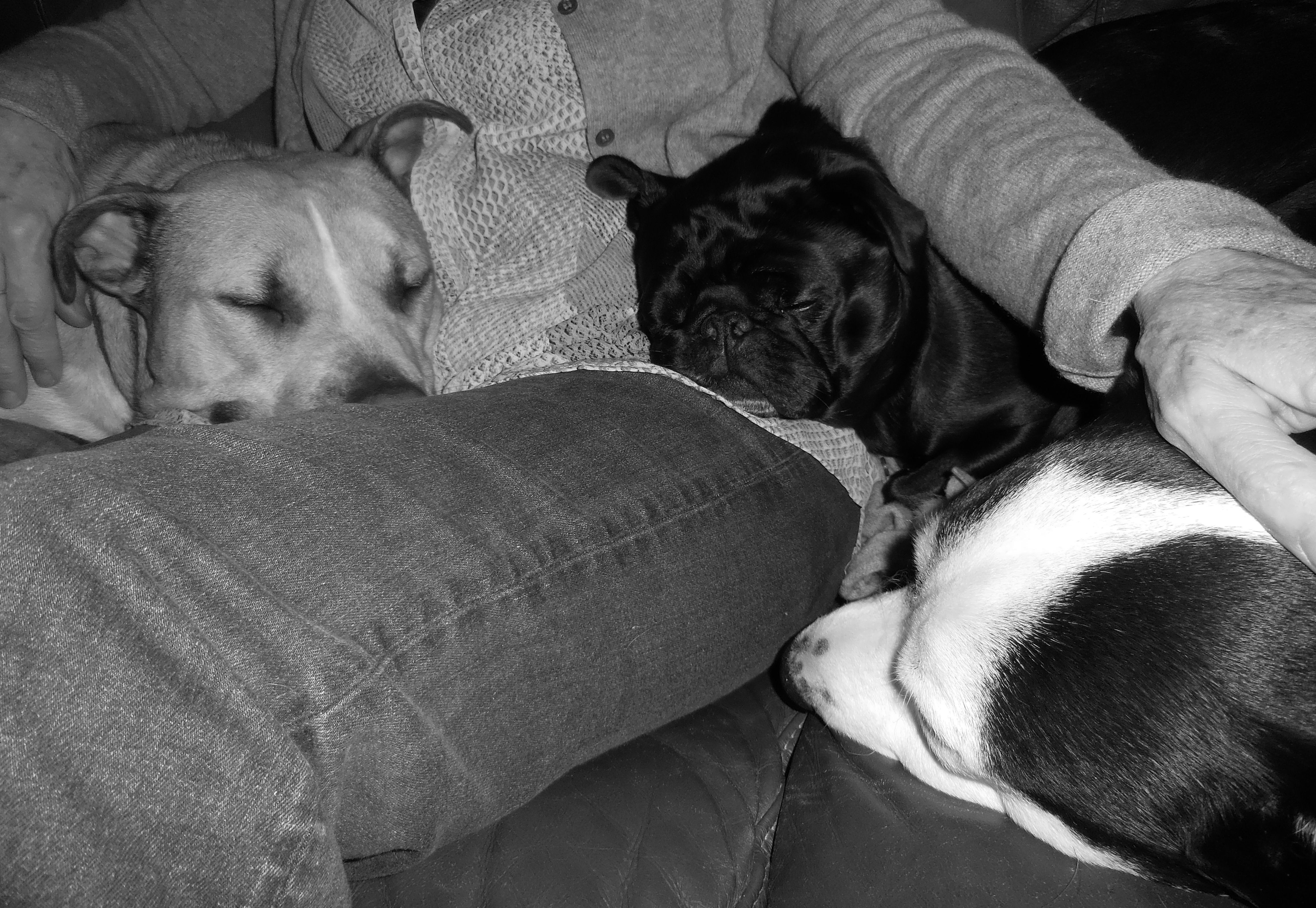  Three Dogs sleeping in lap 