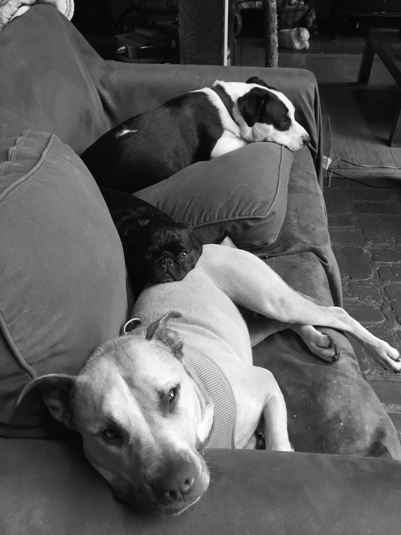 Dogs Lounging on a Couch