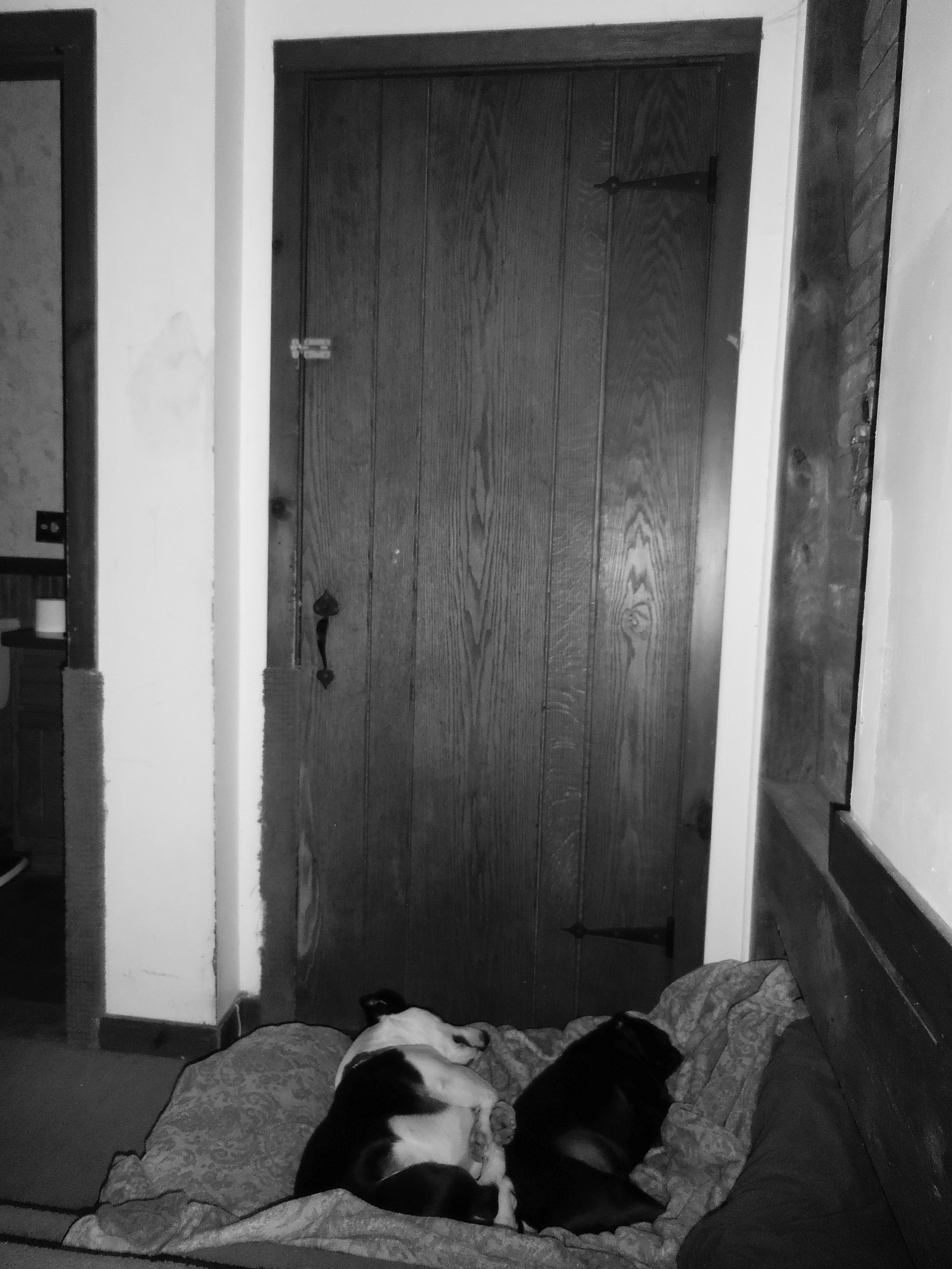 Two Dogs Sleeping Outside there owners door