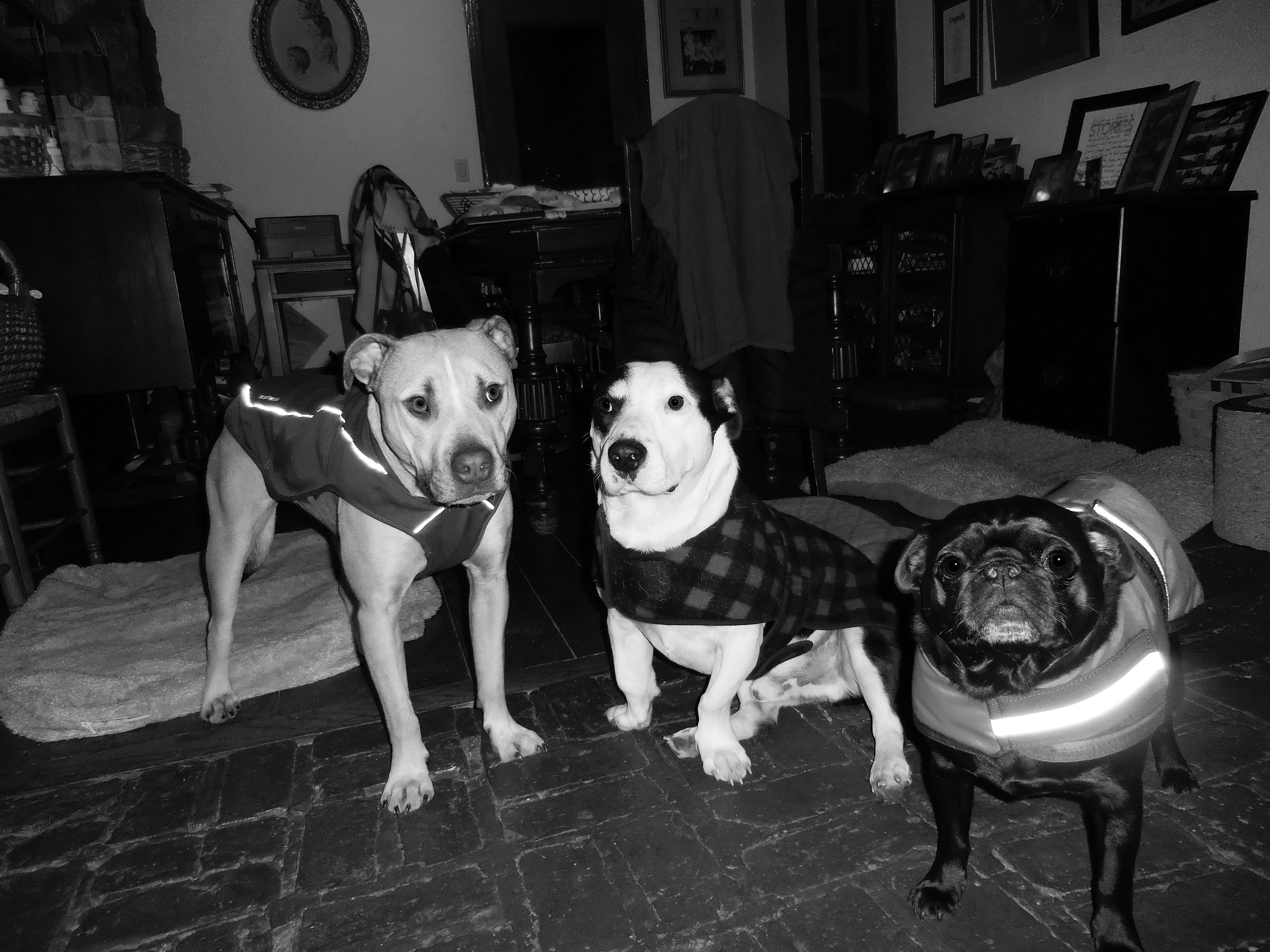 Three Dogs With their Coats on Ready for the Cold