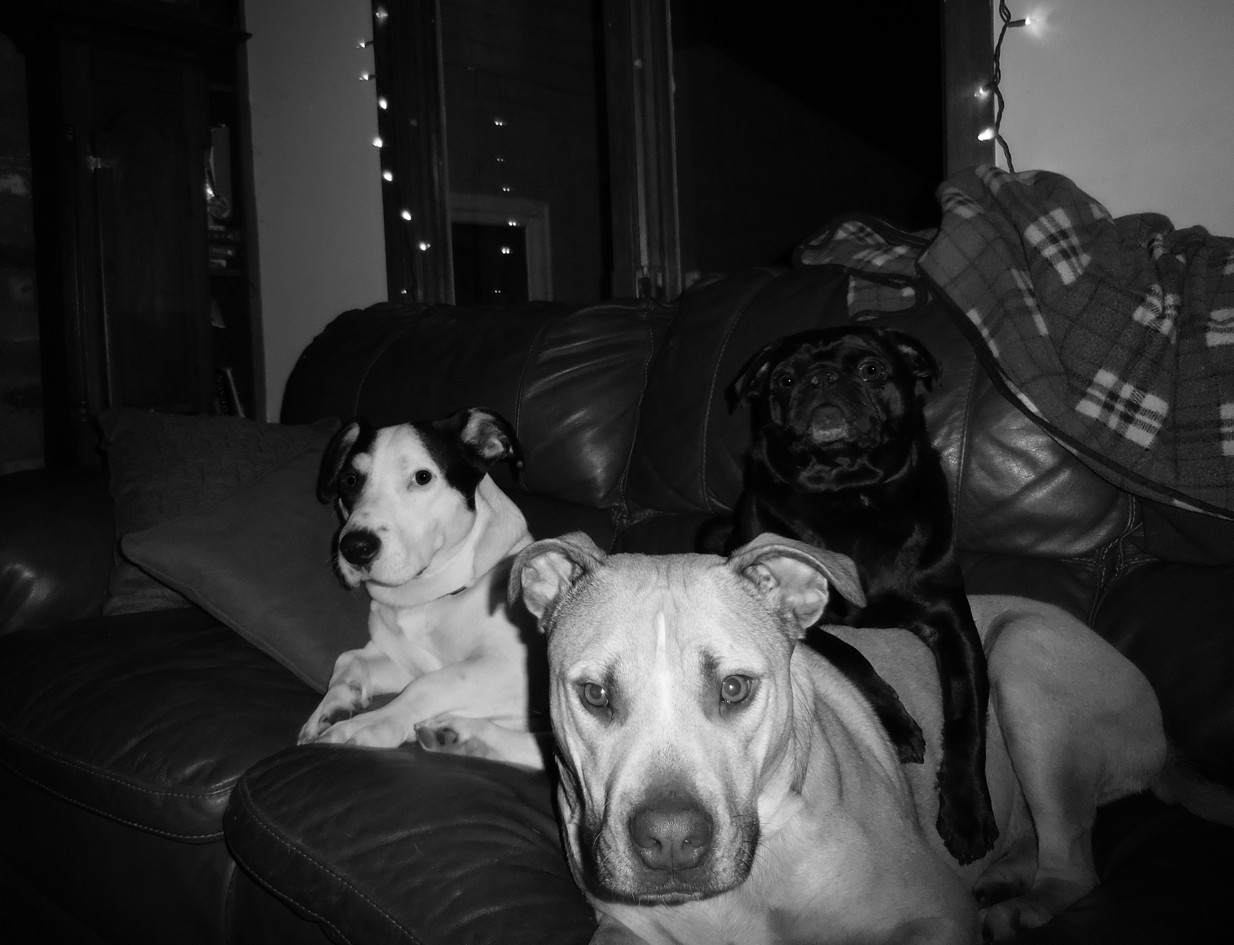 Three Dogs Cuddling on the Couch
