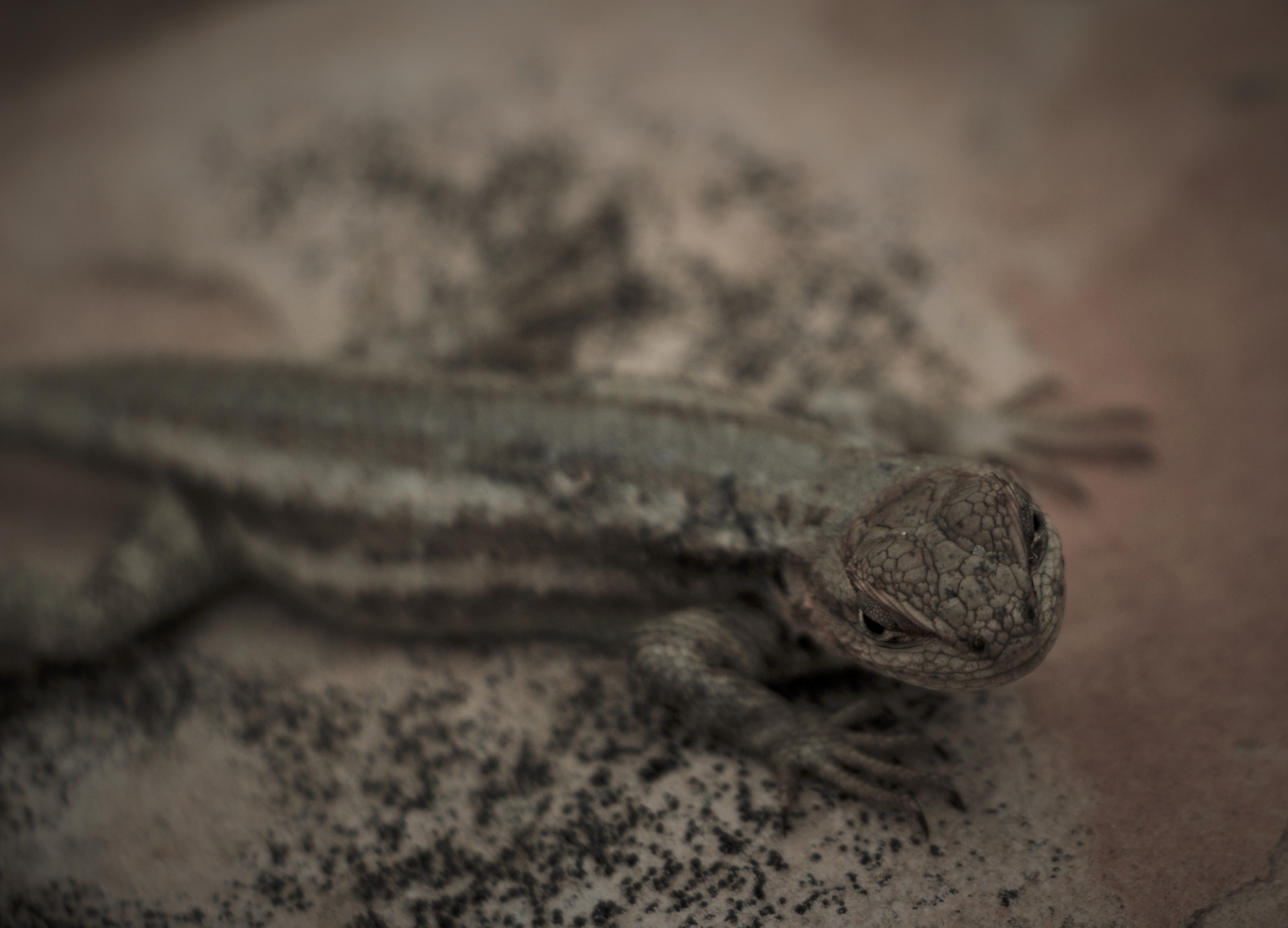 A close up of a lizard